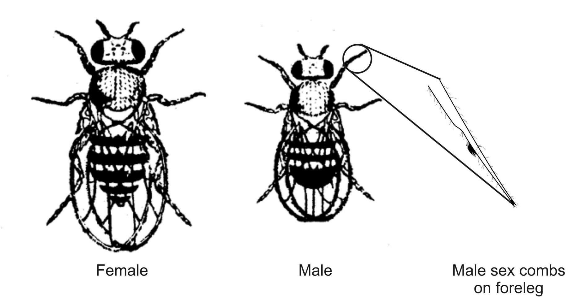 drosophila speciation experiment