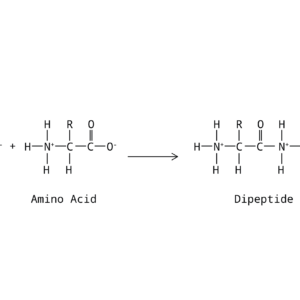 B1.2.1—Generalized structure of an amino acid - Vernier