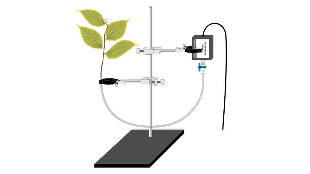 13 experiments on transpiration