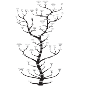 A4.1.2—Evidence for evolution from base sequences in DNA or RNA and ...