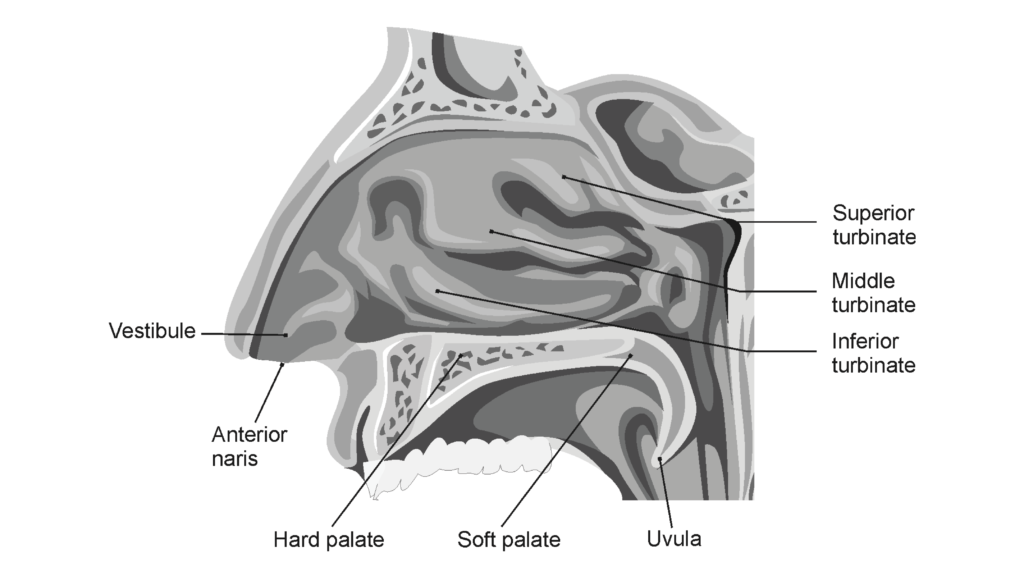 Warming Function of Nasal Passageways > Experiment 1 from Human