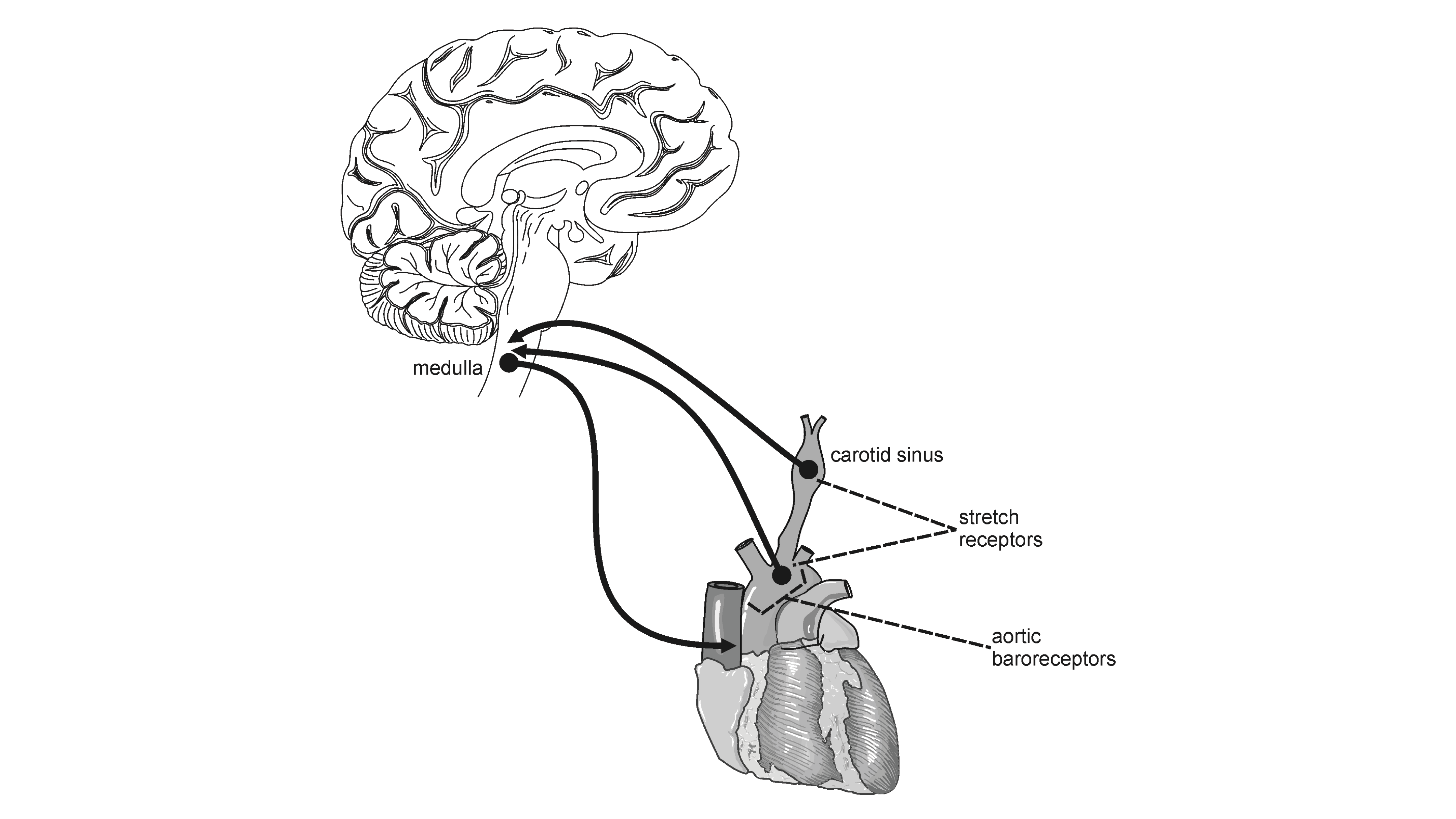 heart-rate-and-blood-pressure-as-vital-signs-experiment-10-from-human