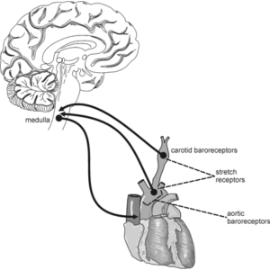 C3.1.14—Feedback control of heart rate following sensory input from ...